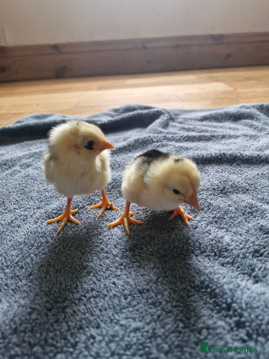 Chickens poultry for sale: Chicks for sale  - Image 4
