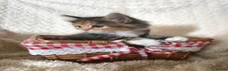 Mixed Breed cats for sale: Fantastic Four - Advert 28