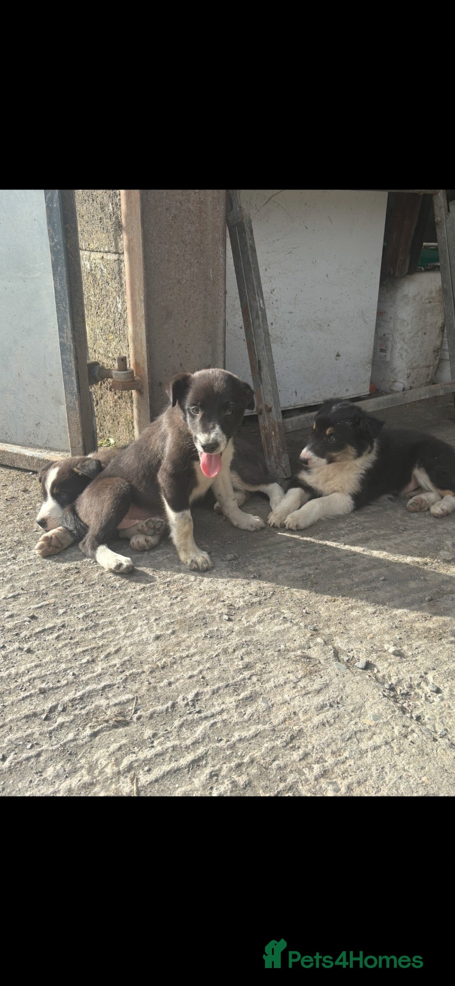 Border Collie dogs 3 female border collie puppies🐶 - Advert 2