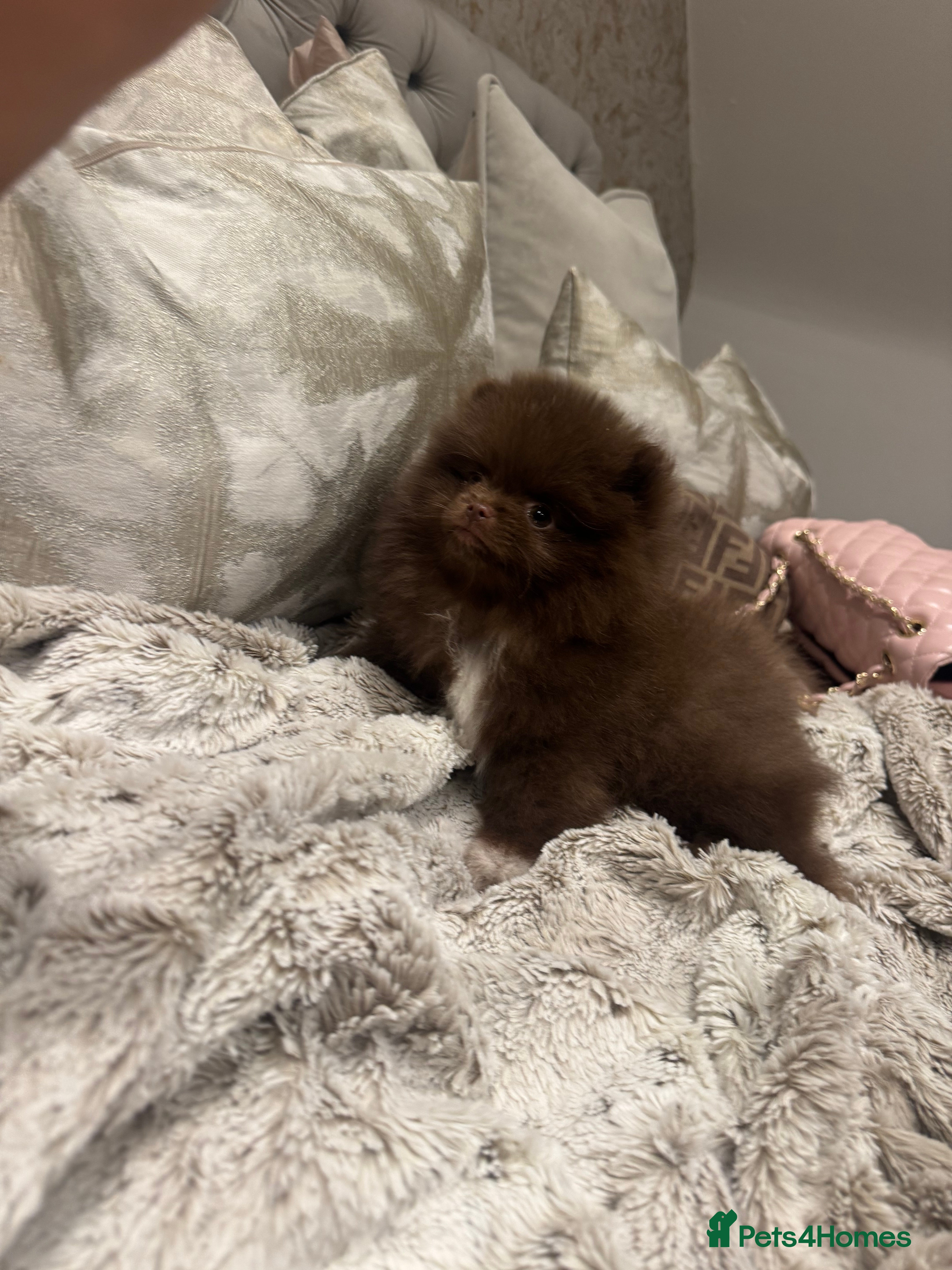 Pomeranian dogs Chocolate Lilac Poms Girls  - Advert 1