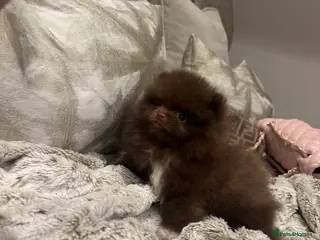 Pomeranian dogs Chocolate Lilac Poms Girls - Advert 1