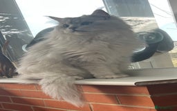 Maine Coon cats for stud: Stud service  - Image 4