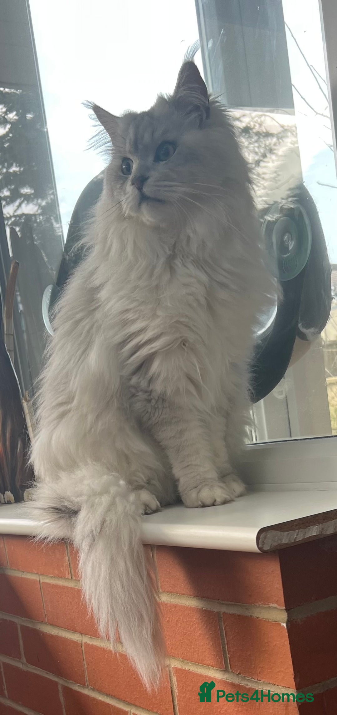 Maine Coon cats for stud: Stud service  - Image 4