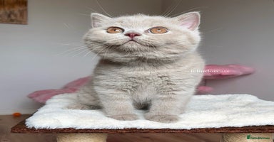 British Shorthair cats - Advert 1