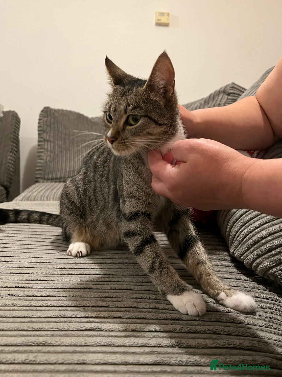 Domestic Shorthair cats for sale: Ekaterine  - Image 9