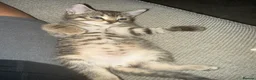 Mixed Breed cats for sale: Lovely kittens ready to be rehomed  - Advert 12