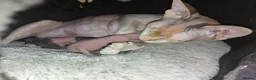Sphynx cats for sale: Spectacular Sphynx kittens TICA & GCCF  DBE - Advert 17