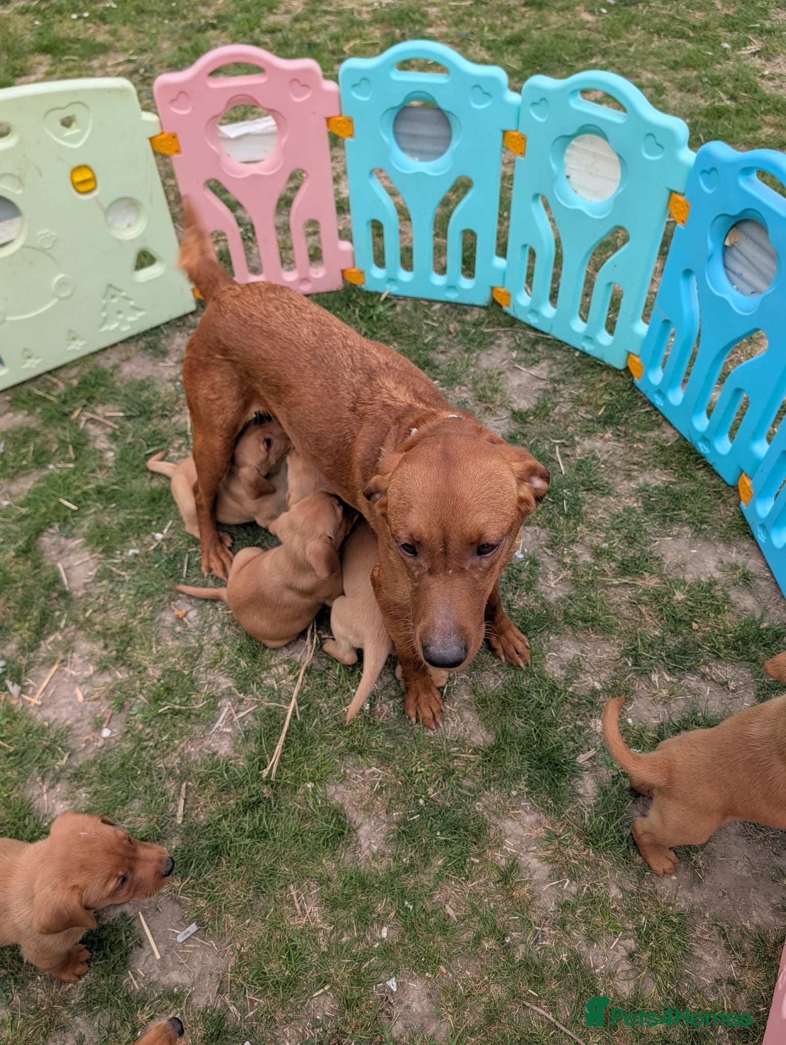 Labrador Retriever dogs for sale: Fox red labs - Advert 1