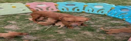 Labrador Retriever dogs for sale: Fox red labs in Brandon - Advert 1
