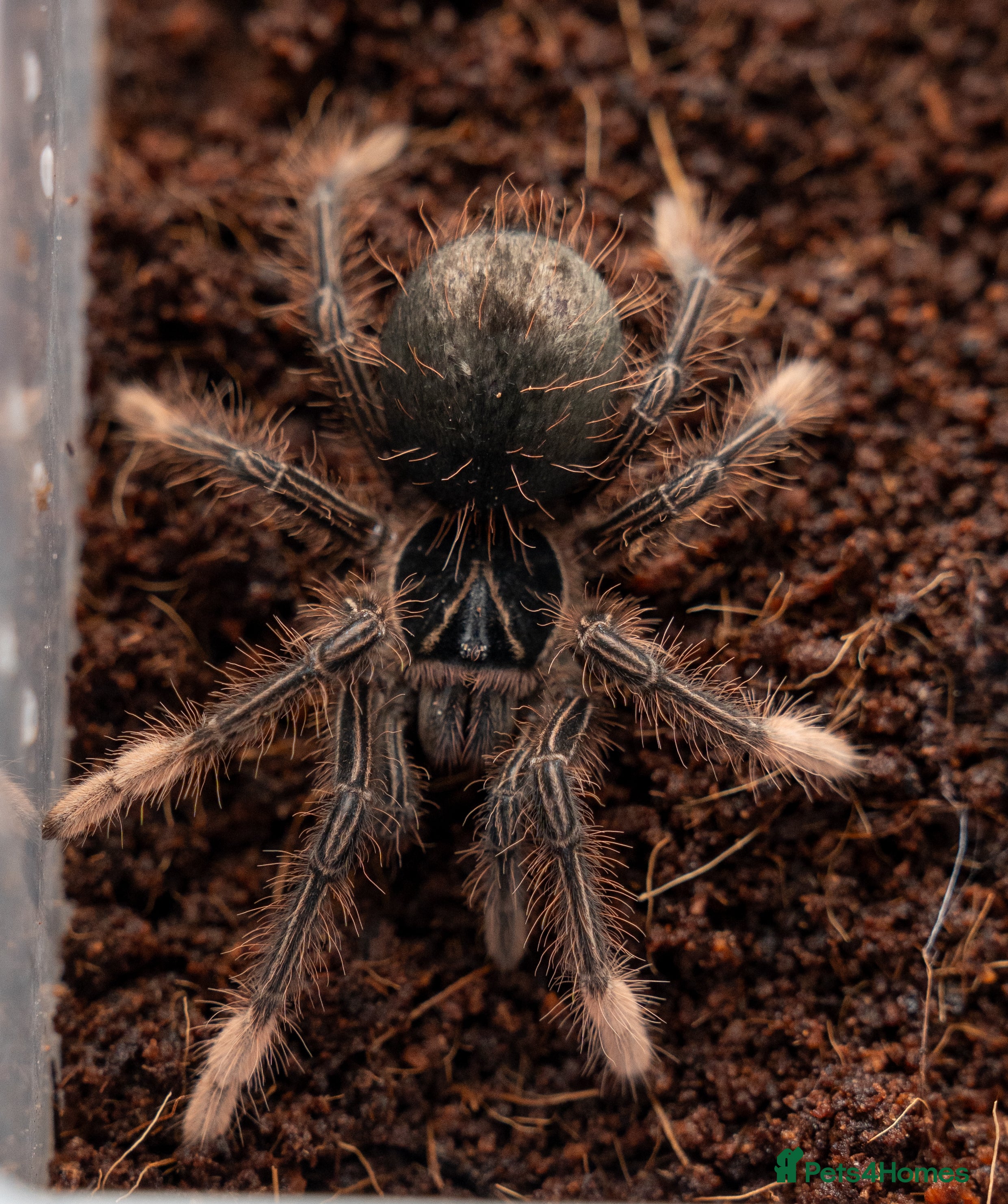 Tarantulas invertebrates tarantula collection for sale - Advert 11