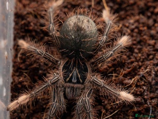 Tarantulas invertebrates tarantula collection for sale - Advert 11