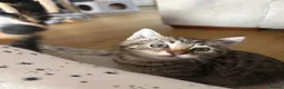 Domestic Shorthair cats for sale: 6 beautiful playful kittens - Advert 3