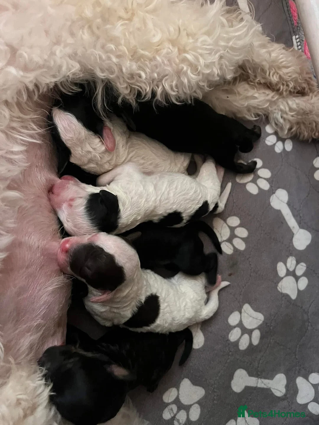 Miniature Poodle dogs for stud: For Stud, Health Tested Toy Poodle in Wareham - Advert 10