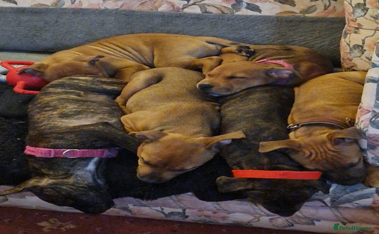 Staffordshire Bull Terrier dogs - Advert 1
