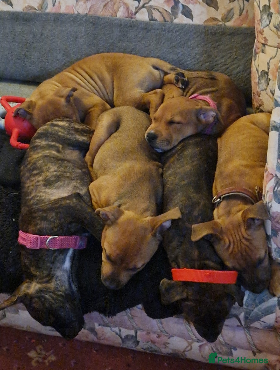 Staffordshire Bull Terrier dogs for sale: Staffordshire bull terrier pups - Image 1