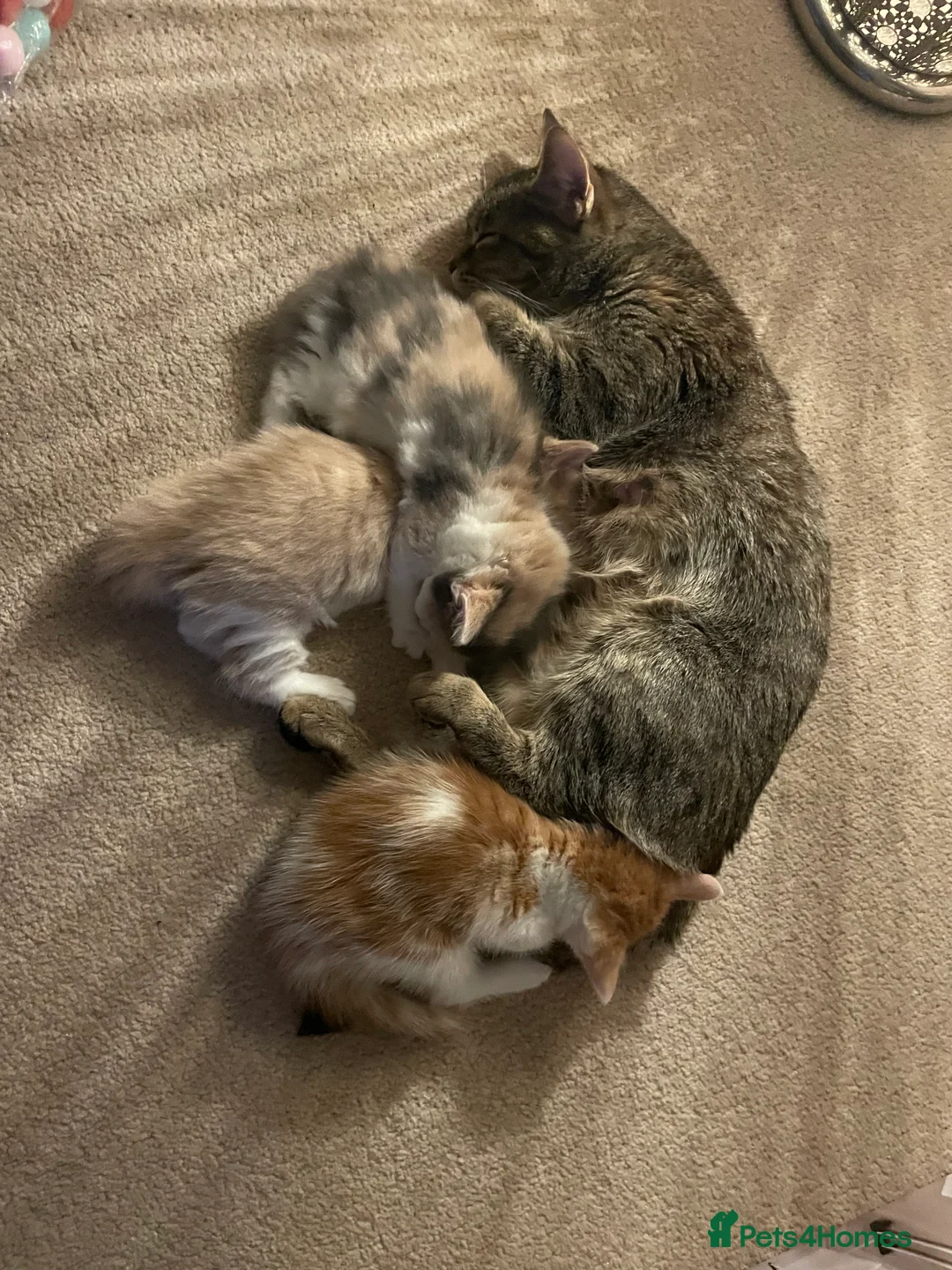 American Shorthair cats for sale: 3 adorable kittens looking for a loving home  - Advert 1