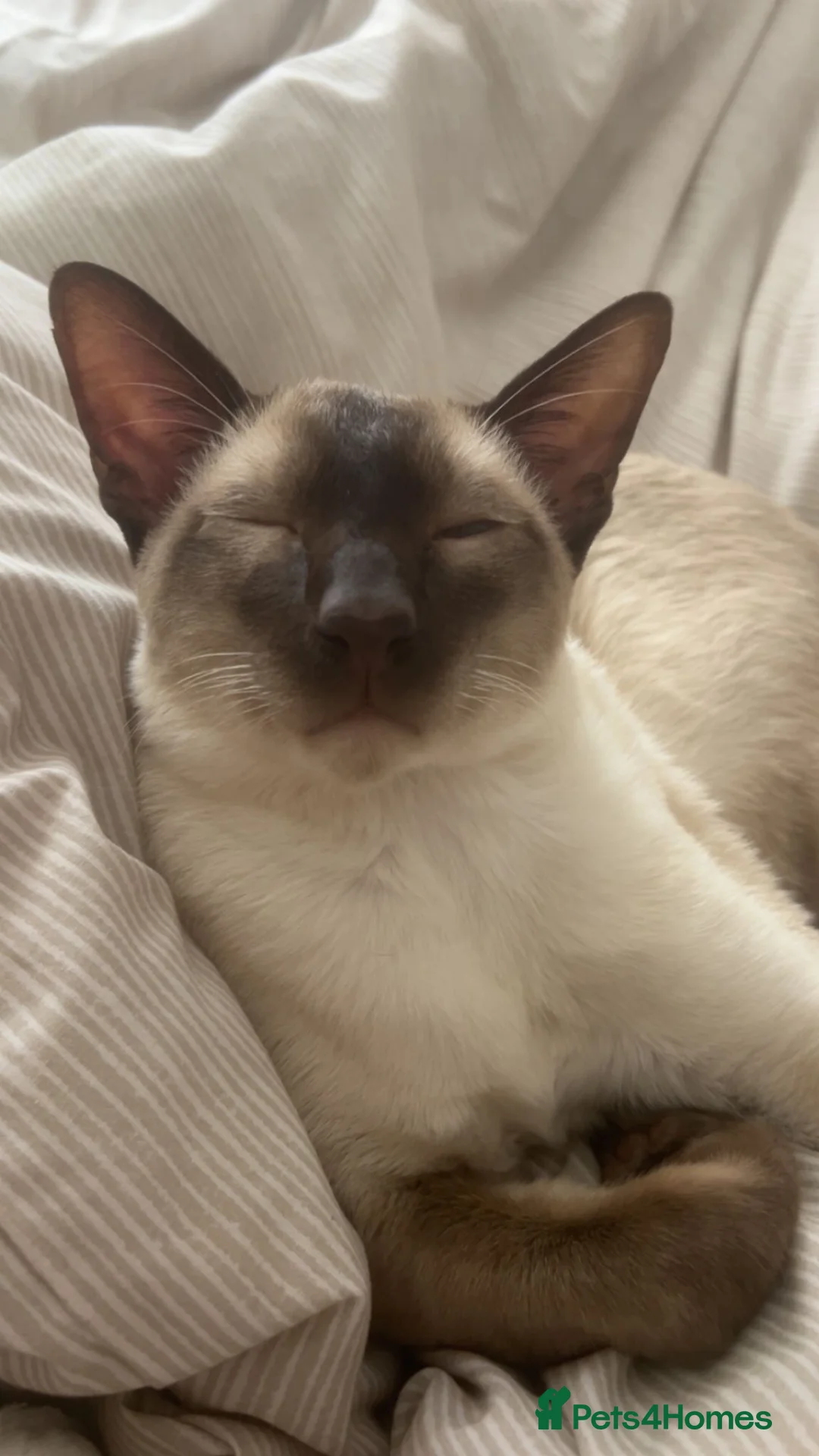 Siamese cats for sale: Siamese boy  - Advert 3