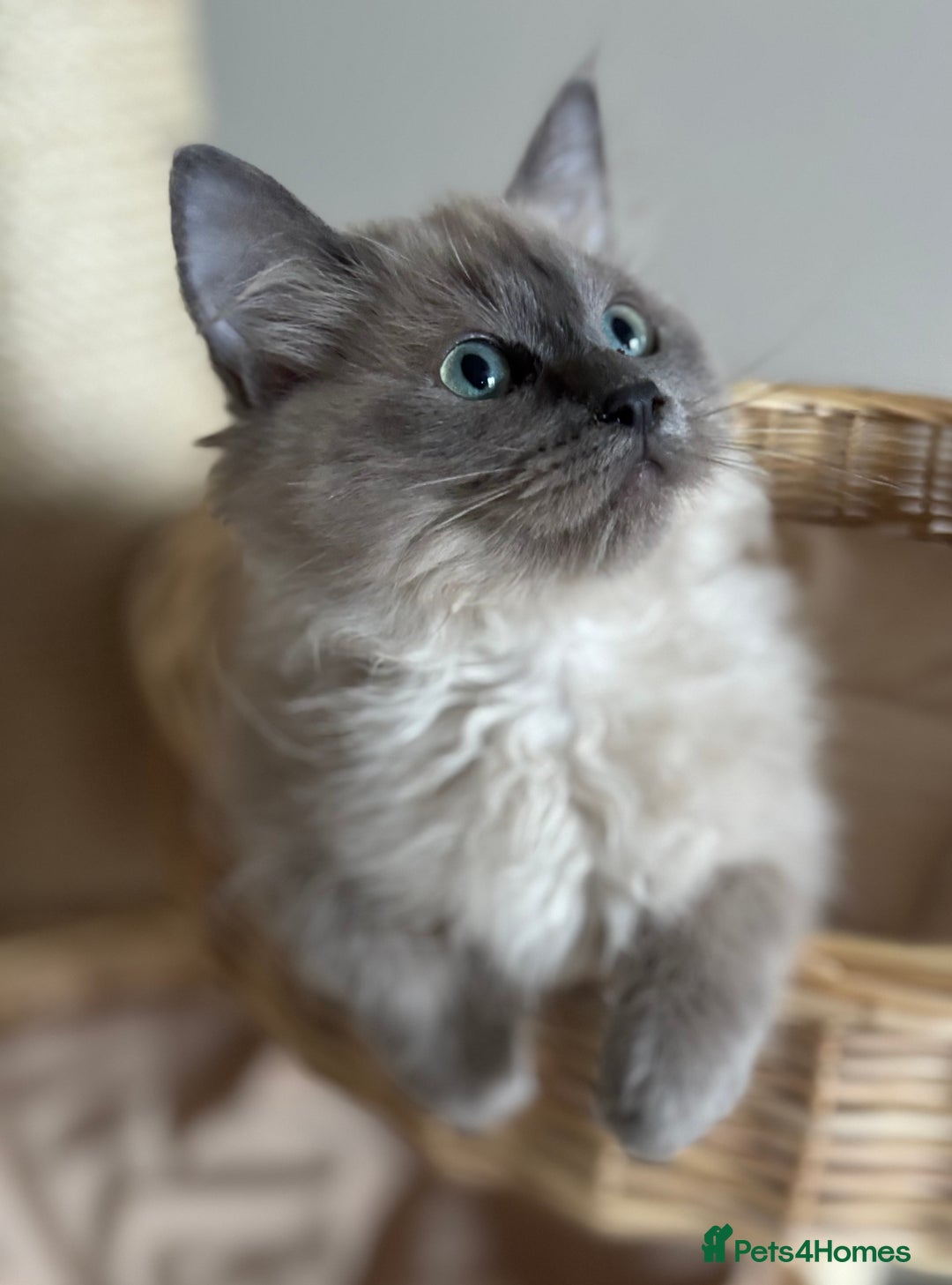 Ragdoll cats for sale: Beautiful blue mink colourpoint boy tica reg - Advert 6