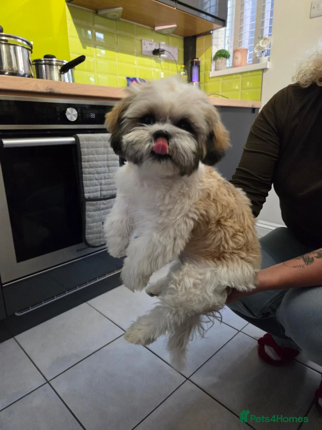 Shih Tzu dogs for sale: Shih Tzu puppy in Norwich - Advert 1