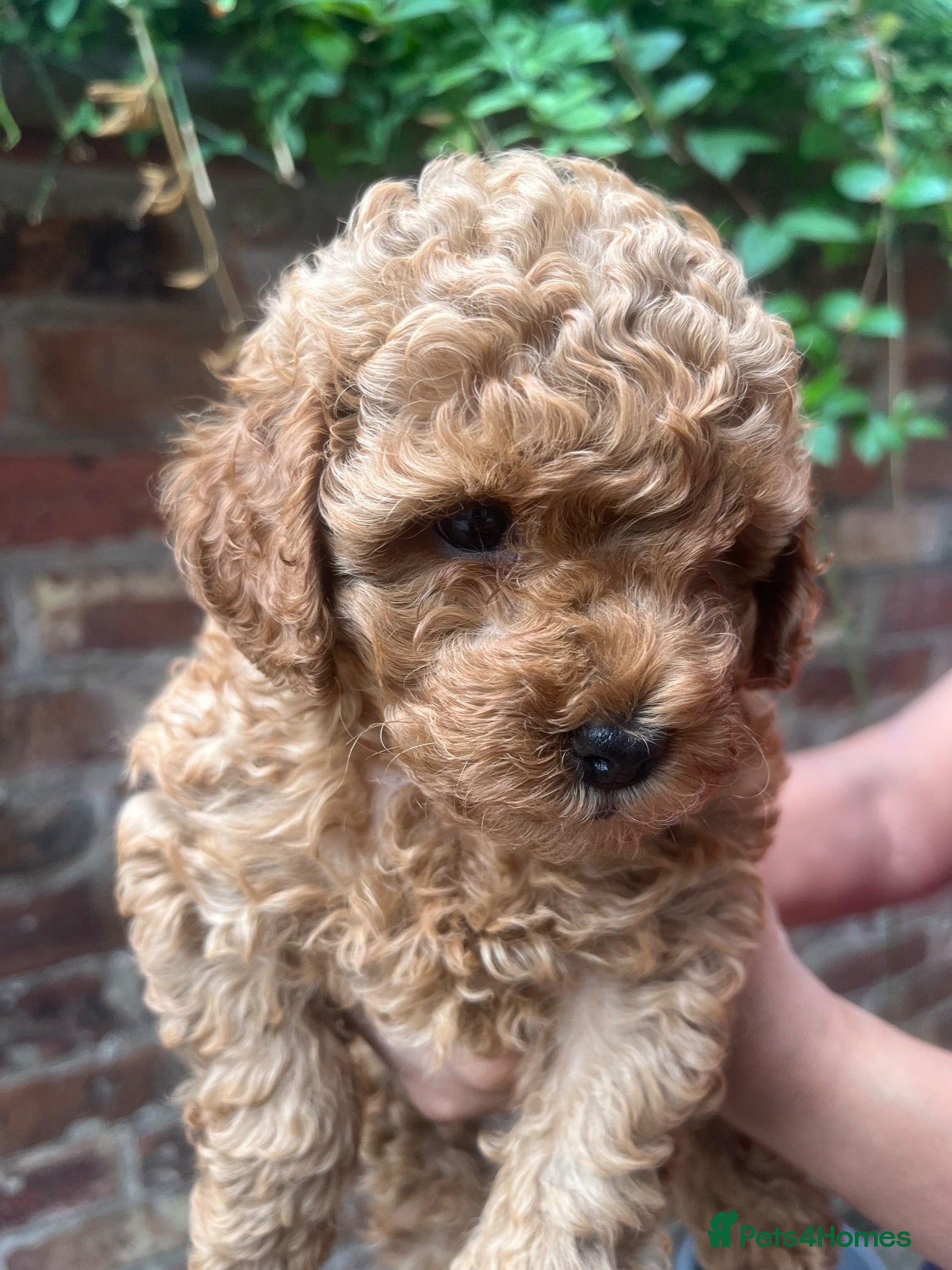 Toy Poodle dogs 2 beautiful high quality toy poodles  - Advert 2