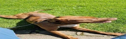 Mixed Breed dogs for sale: Stunning cane corso x doberman puppy  - Advert 3