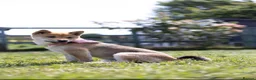 Japanese Shiba Inu dogs for sale: Confidence Comes With Time outstanding shiba 🇯🇵 - Advert 12
