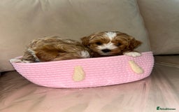 Maltipoo dogs for sale: Stunning Red Maltipoo Boys 🐶  - Image 5