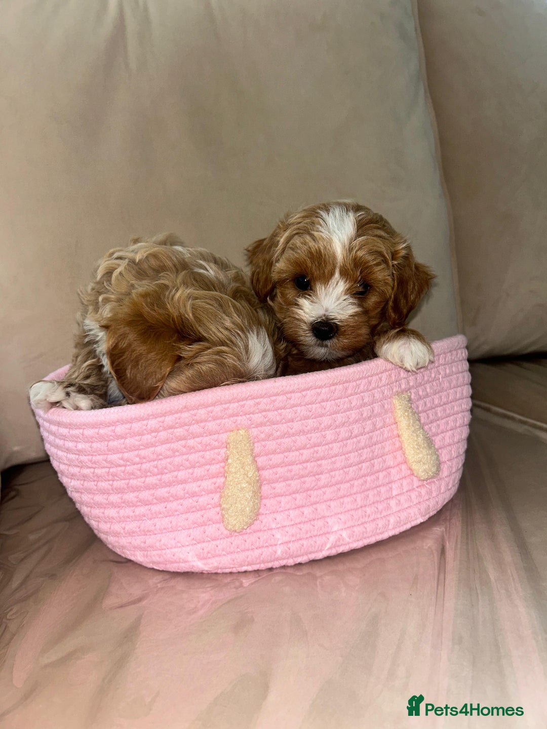Maltipoo dogs for sale: Stunning Red Maltipoo Boys 🐶  - Image 5