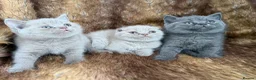 British Shorthair cats for sale: Ready to leave stunning kittens  - Advert 14