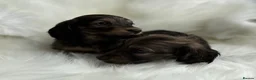 Miniature Dachshund dogs for sale: Kc Registered Miniature Dachshunds at Westfena  - Advert 3