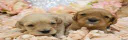 Cavapoo dogs for sale: *Health tested* F1 Cavapoos in Wisbech - Advert 20