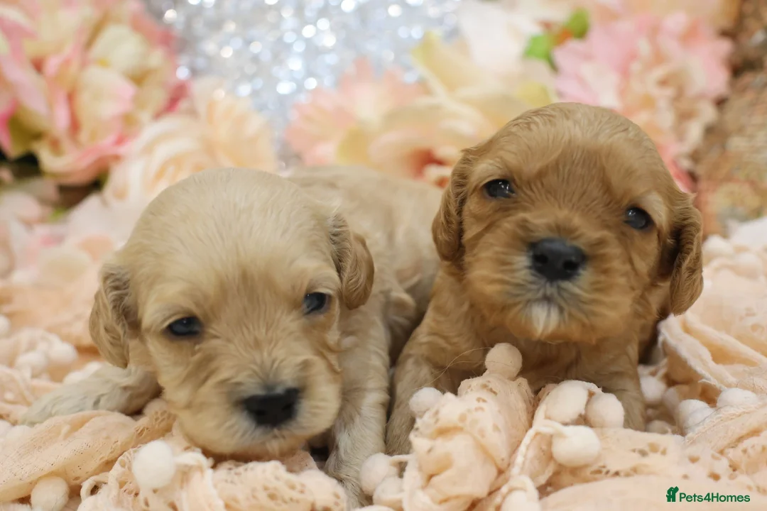 Cavapoo dogs for sale: *Health tested* F1 Cavapoos in Wisbech - Advert 20