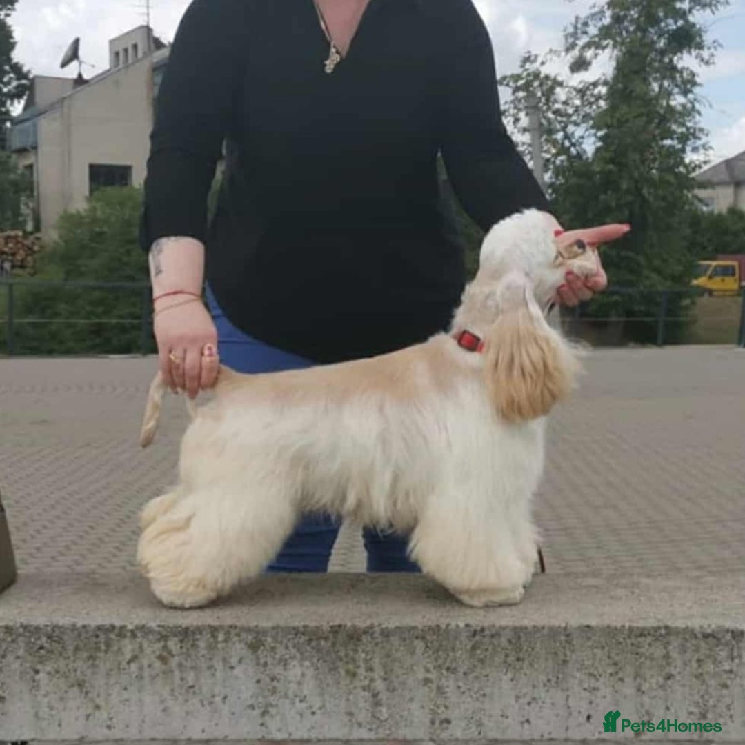 American Cocker Spaniel dogs for sale: Stunning Anerican Cocker spaniels girl - Advert 24