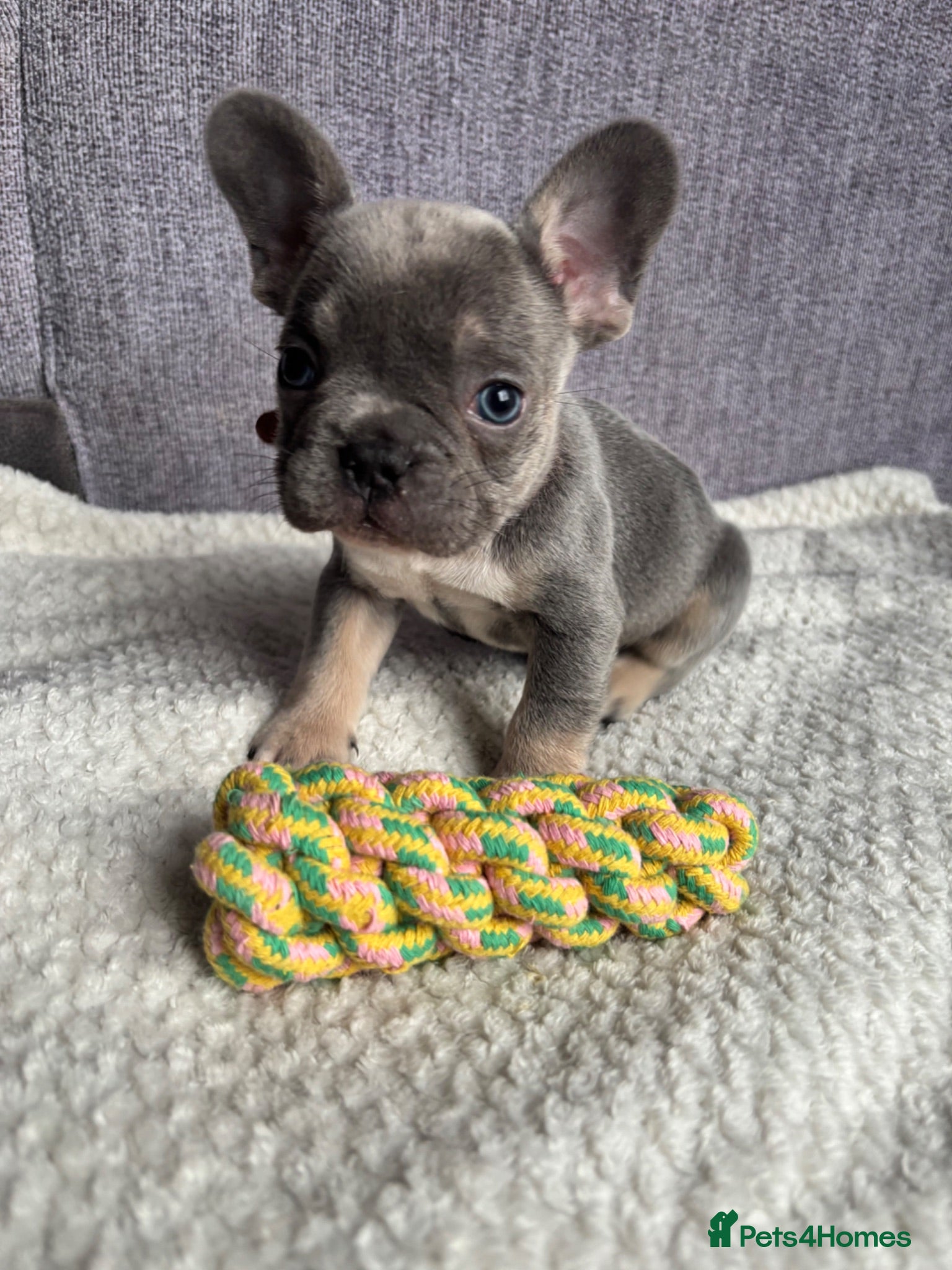 French Bulldog dogs 2 Stunning French bulldogs left  🐶 - Advert 2