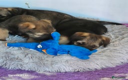 Border Terrier dogs for sale: Border terriers puppys - Image 9