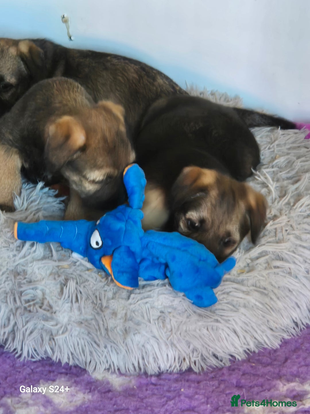 Border Terrier dogs for sale: Border terriers puppys - Image 9