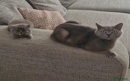 British Longhair cats for sale: ACTIVE REGISTERED BLH GIRL, GCCF, PEDIGREE - Image 10