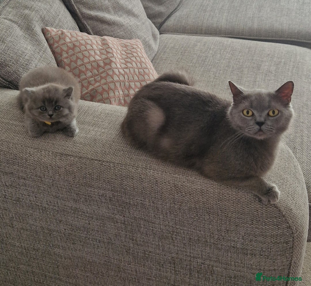 British Longhair cats for sale: ACTIVE REGISTERED BLH GIRL, GCCF, PEDIGREE - Image 10