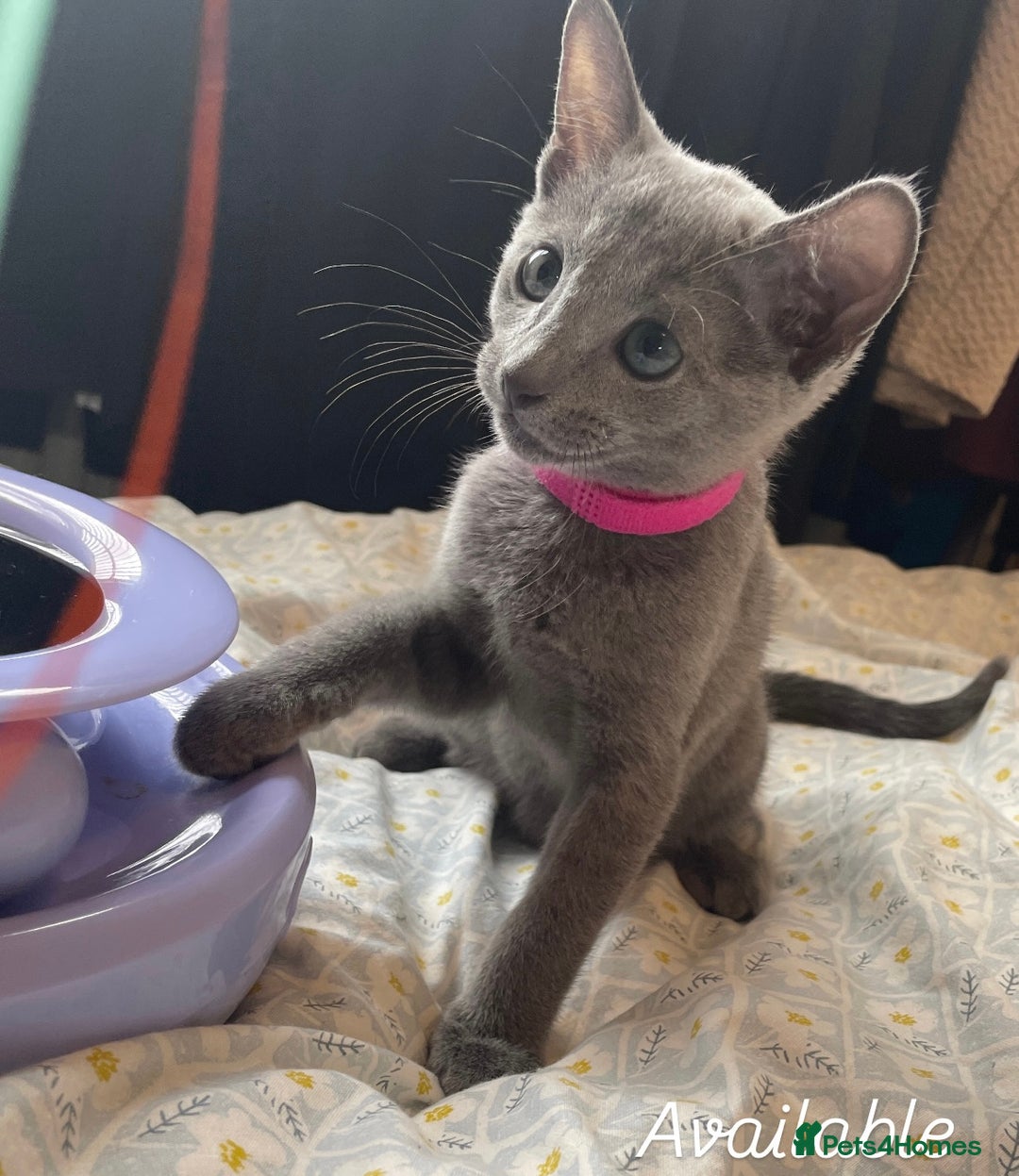Russian Blue cats for sale: Pedigree Russian blue kittens - Ready to go - Image 3