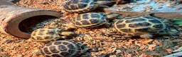 Tortoise reptiles for sale: Beautiful horse field baby Tortoises ready to go - Advert 5