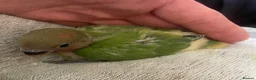 Lovebirds birds for sale: Hand reared baby lovebirds - Advert 10