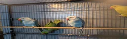 Ringnecks birds for sale: Indian Ringnecks Yellow and Green in Greenford - Advert 7