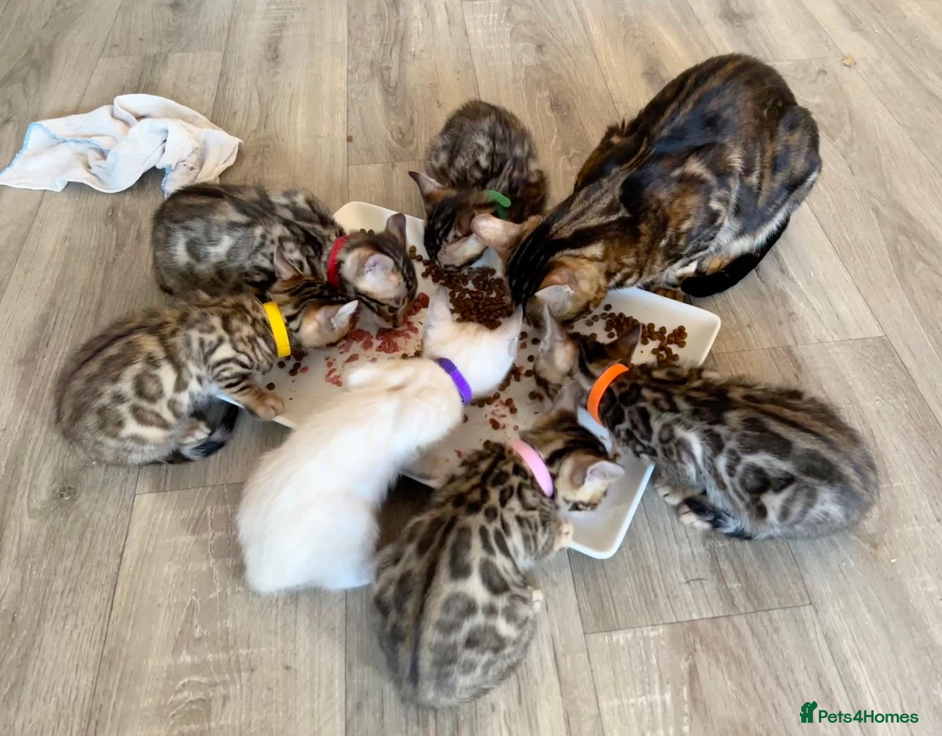 Bengal cats TICA Registered Bengal Kittens - Advert 17