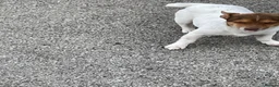Jack Russell dogs for sale: TRADITIONAL MINI JACK RUSSEL BOY in Leeds - Advert 7