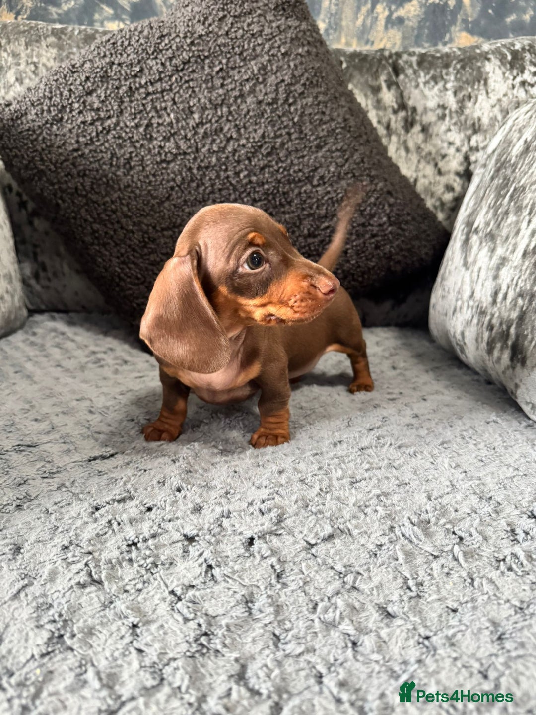 Miniature Dachshund dogs for sale: Miniature Dachshund Boys Ready Now  - Image 2