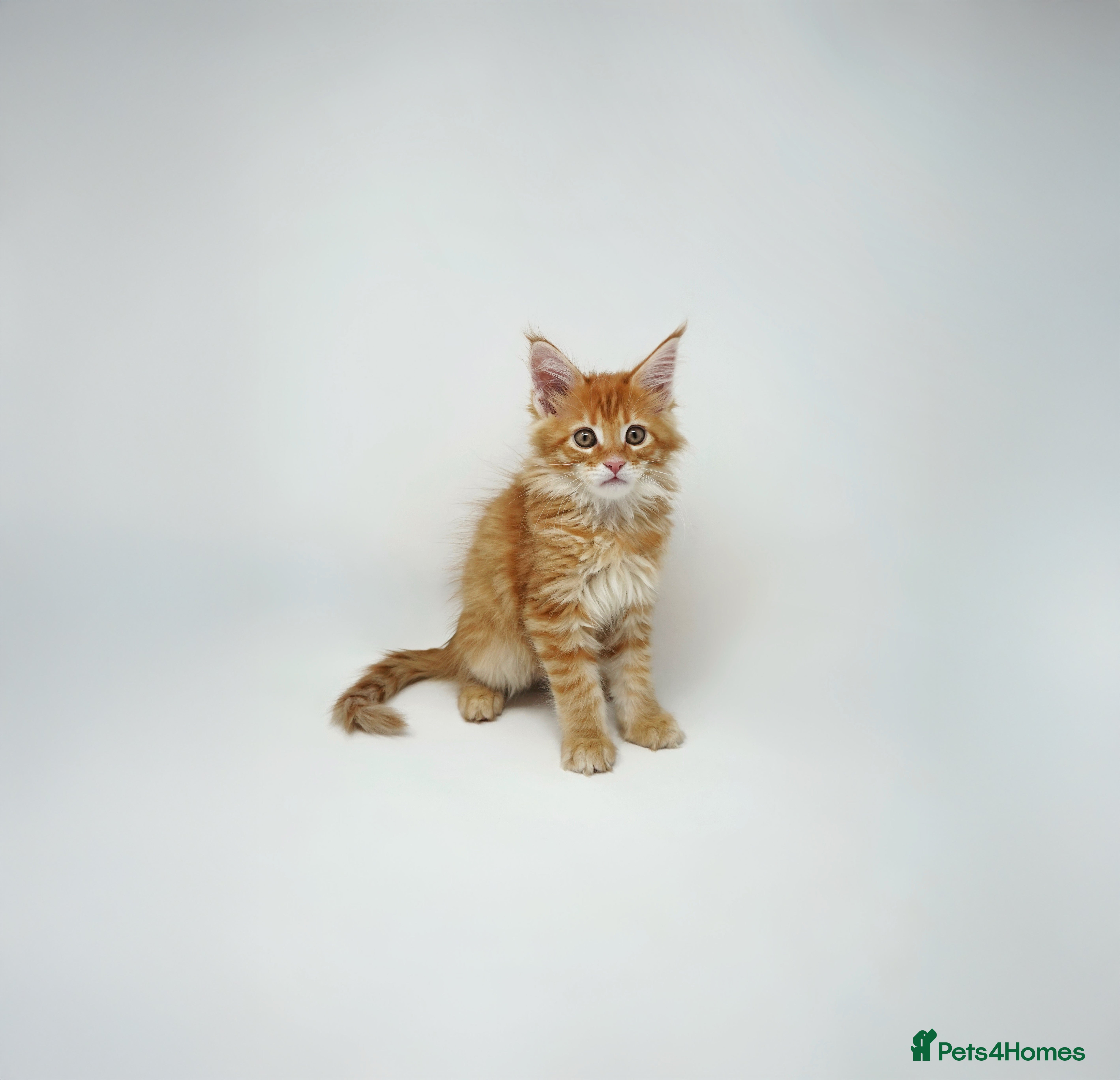 Maine Coon cats Exceptional Maine Coon Kittens - Rare Red Girls - Advert 1
