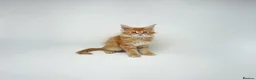 Maine Coon cats for sale: Exceptional Maine Coon Kittens - Rare Red Girls - Advert 32