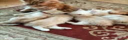 Maine Coon cats for sale: Adoreable Main Coon Kittens GCCF Reg - Advert 8