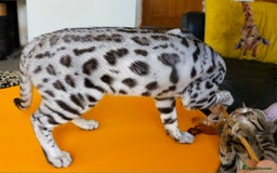 Bengal cats for sale: Exceptional Silver Rosetted Boy Available  - Advert 18