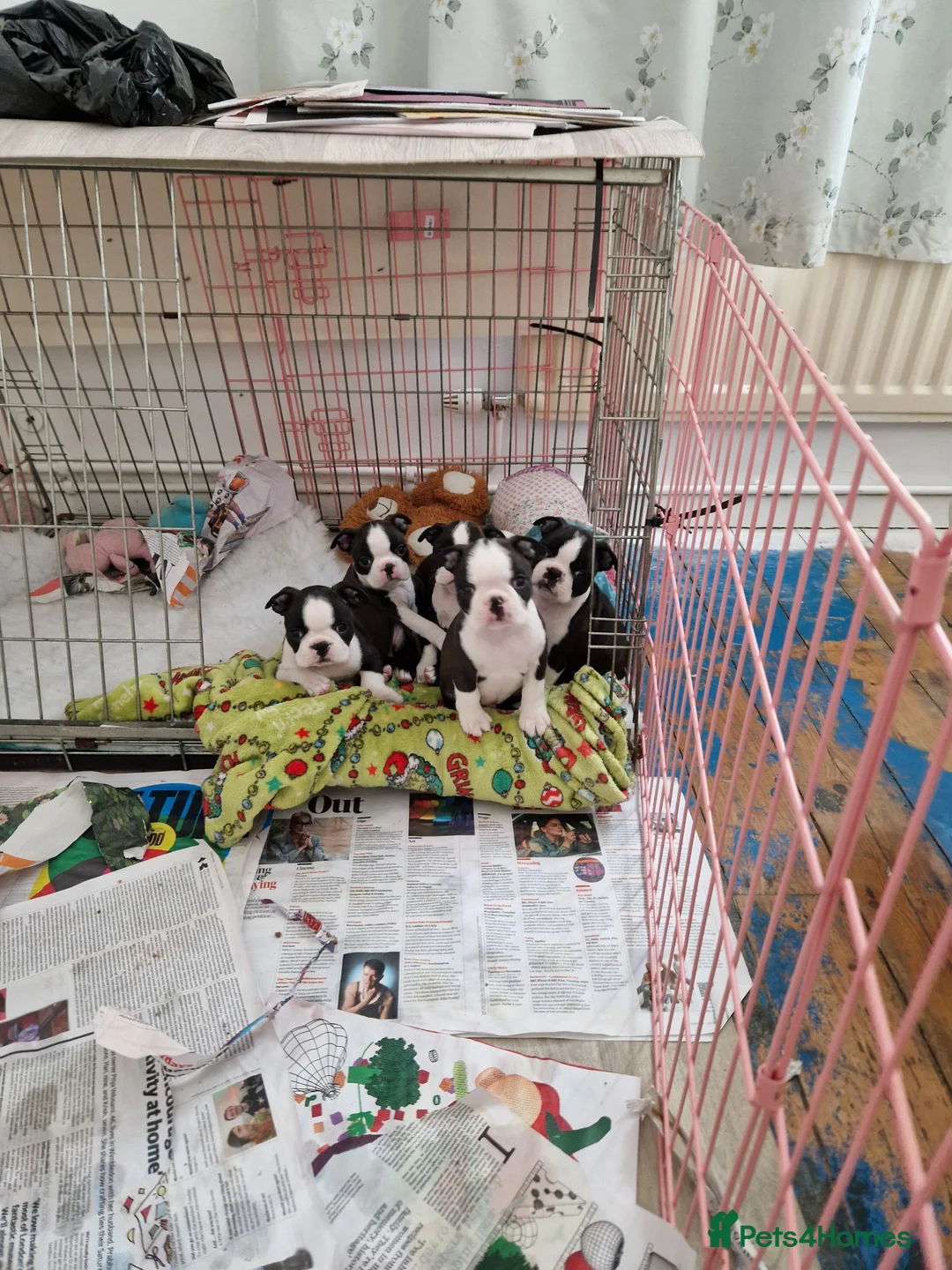 Boston Terrier dogs for sale: Beautifully bred  in Millom - Advert 4